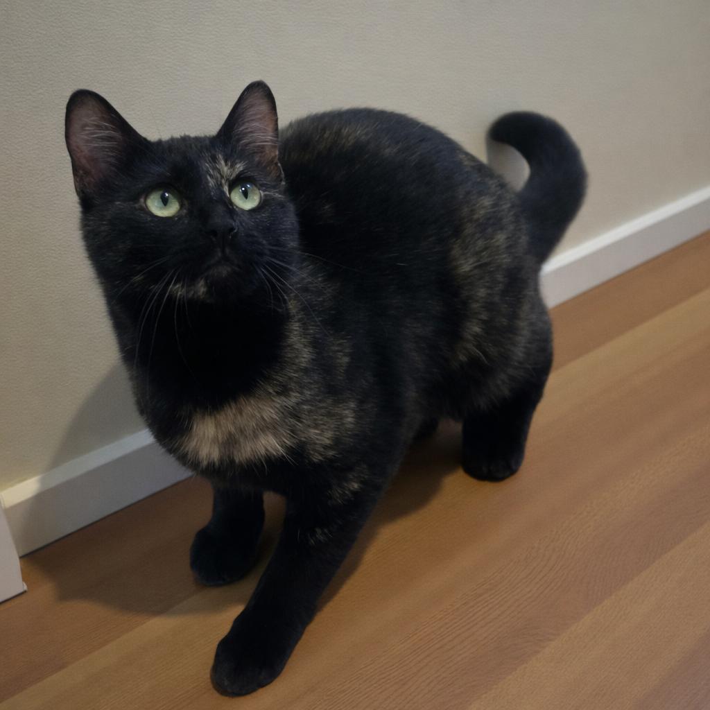 Enlarge Harlee — Shy at First, Playful at Heart, a Adoptable mixed breed in Hillsboro, TX image 3/6