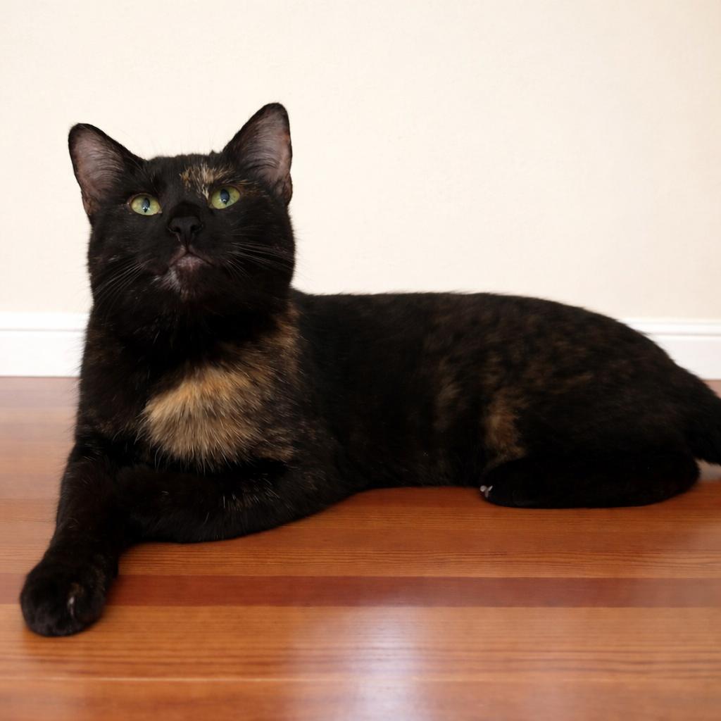 Enlarge Harlee — Shy at First, Playful at Heart, a Adoptable mixed breed in Hillsboro, TX image 5/6