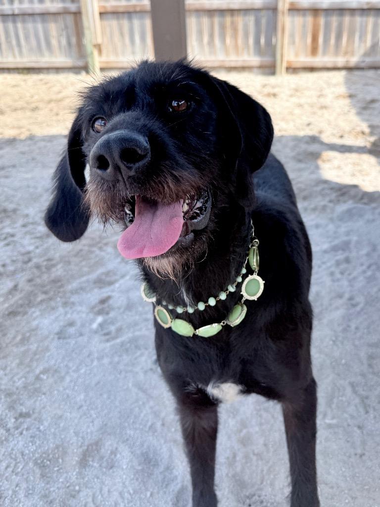 Rue, Adoptable, Young Female Labrador Retriever & Labrador Retriever.