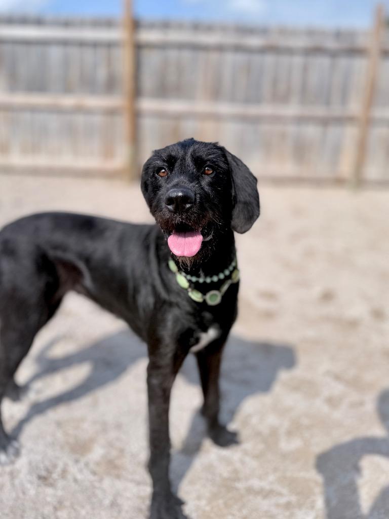 Enlarge Rue, a Adoptable mixed breed in Muskegon, MI image 3/5