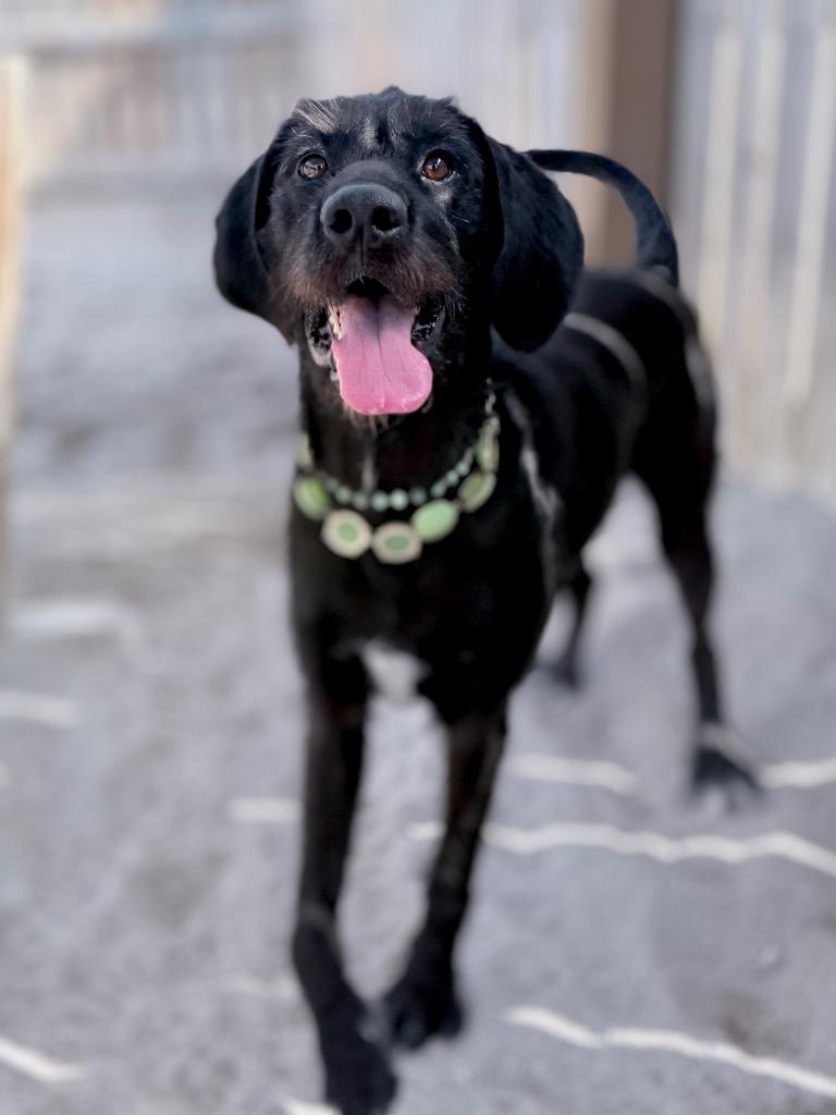 Enlarge Rue, a Adoptable mixed breed in Muskegon, MI image 4/5