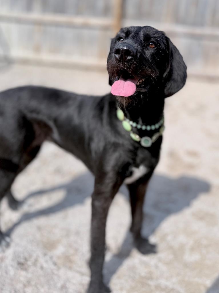 Enlarge Rue, a Adoptable mixed breed in Muskegon, MI image 5/5