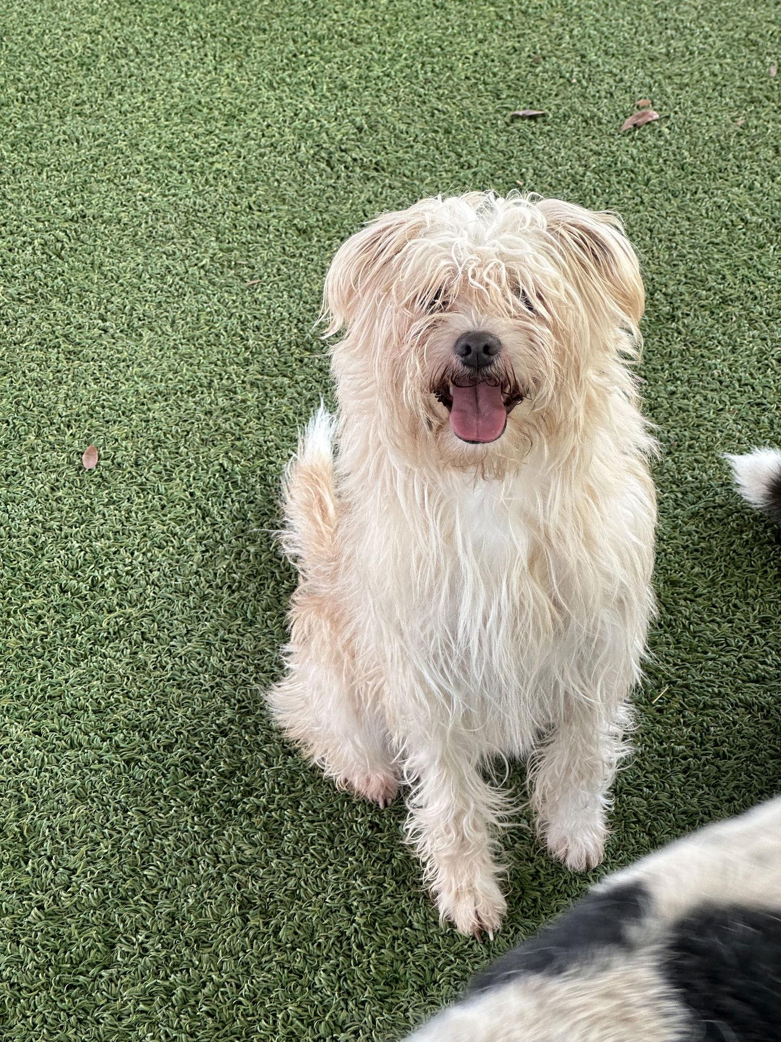 Mango — thumbnail 2