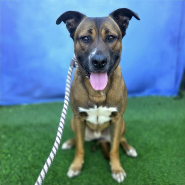 GIBSON, Adoptable, Young Male German Shepherd Dog & Akita.