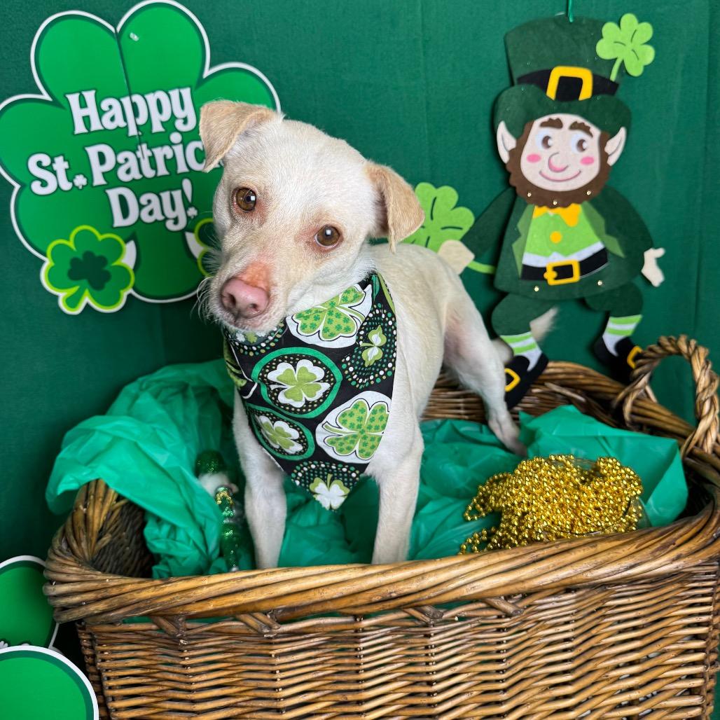 Enlarge Nimbus, a Adoptable mixed breed in Fresno, CA image 1/2