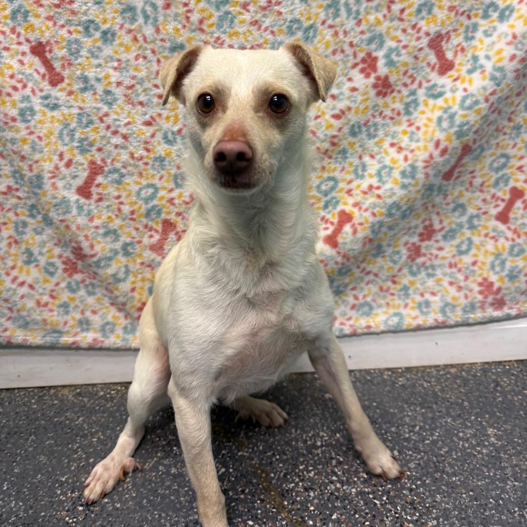 Enlarge Nimbus, a Adoptable mixed breed in Fresno, CA image 2/2