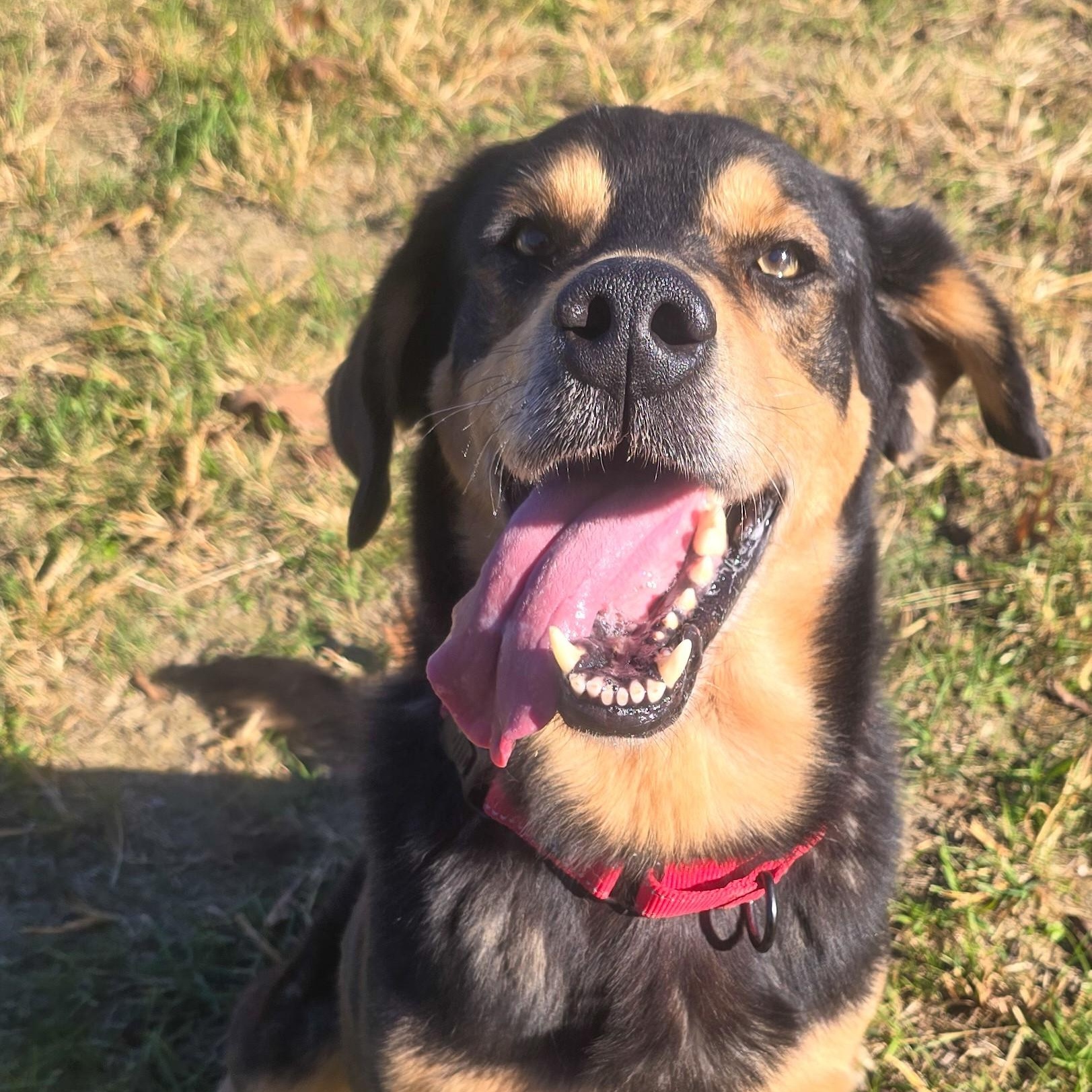 Wackus Bonkus, Adoptable, Adult Male Labrador Retriever.
