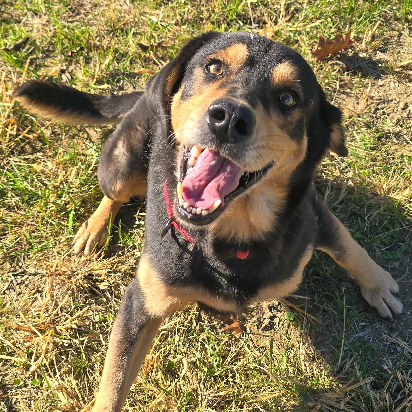 Enlarge Wackus Bonkus, a Adoptable mixed breed in Shepherdsville, KY image 2/4