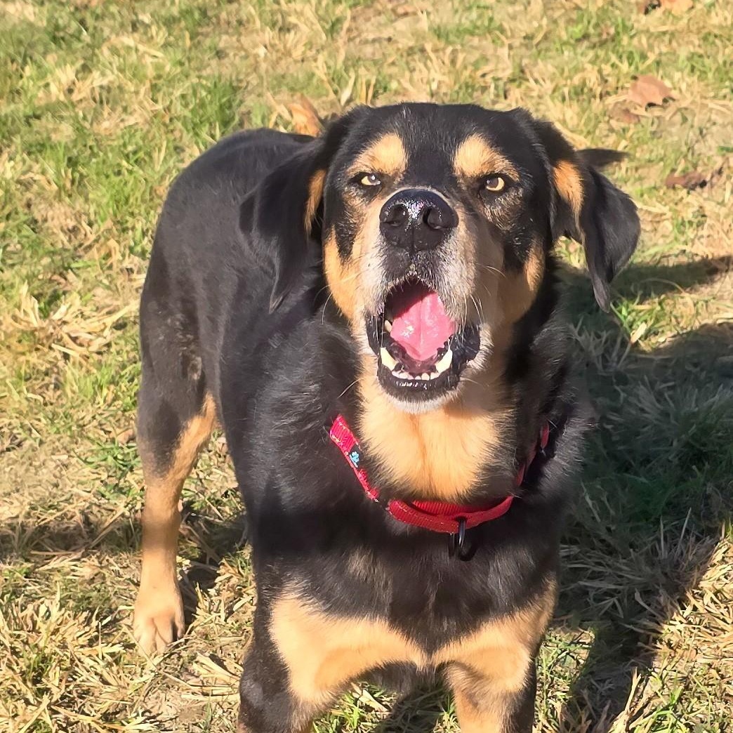 Enlarge Wackus Bonkus, a Adoptable mixed breed in Shepherdsville, KY image 3/4