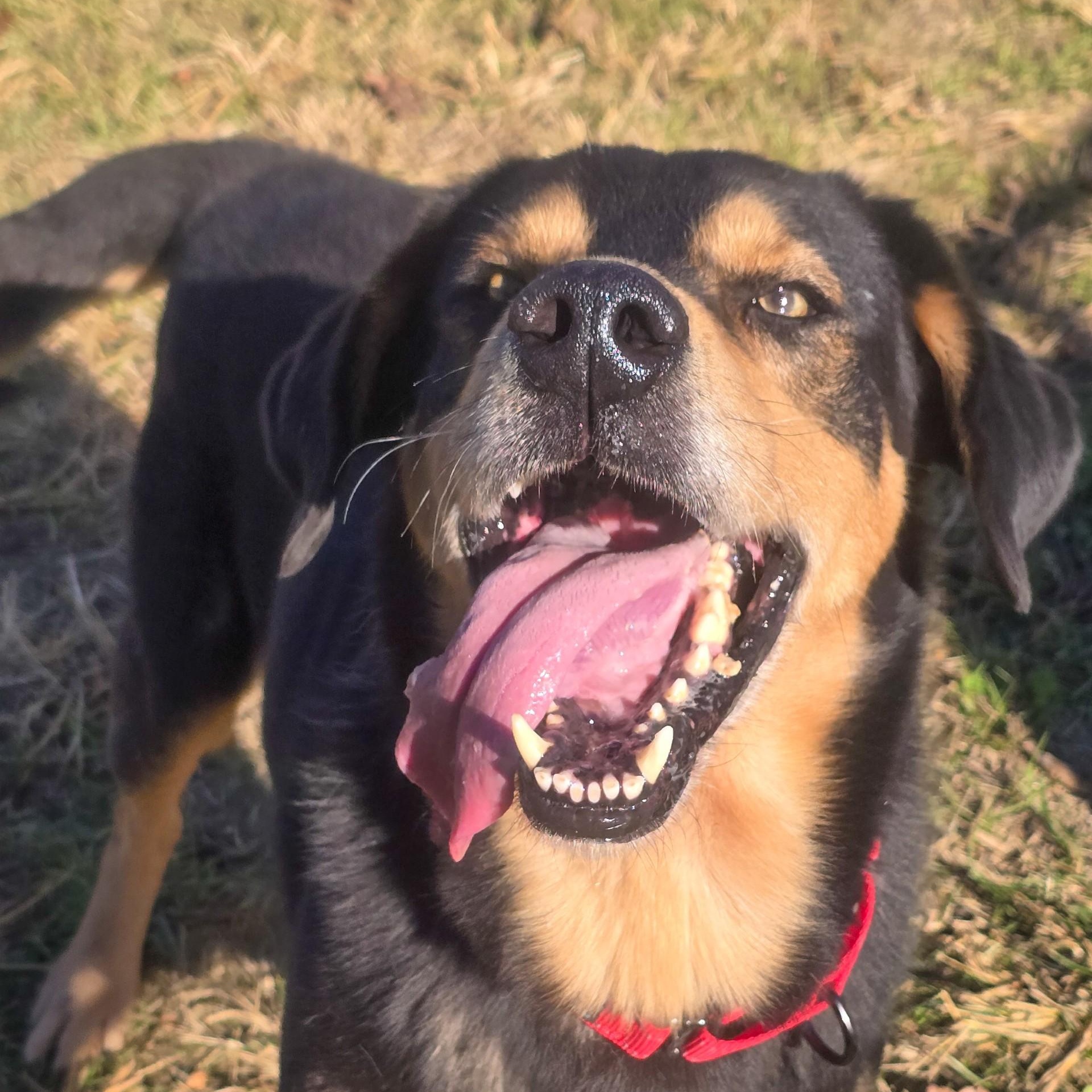 Enlarge Wackus Bonkus, a Adoptable mixed breed in Shepherdsville, KY image 4/4