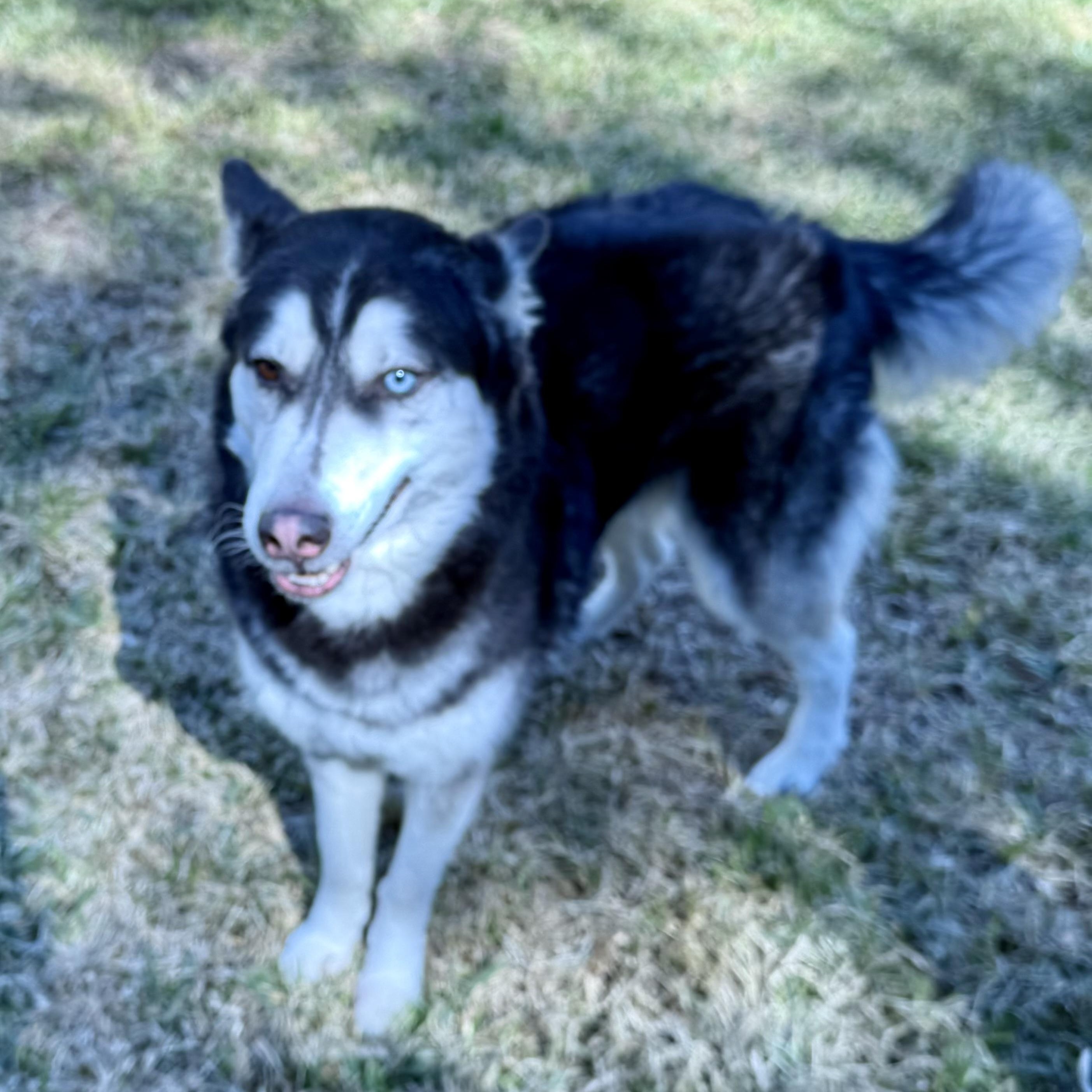 Max, an adopted mixed breed in Baytown, TX image 4/6