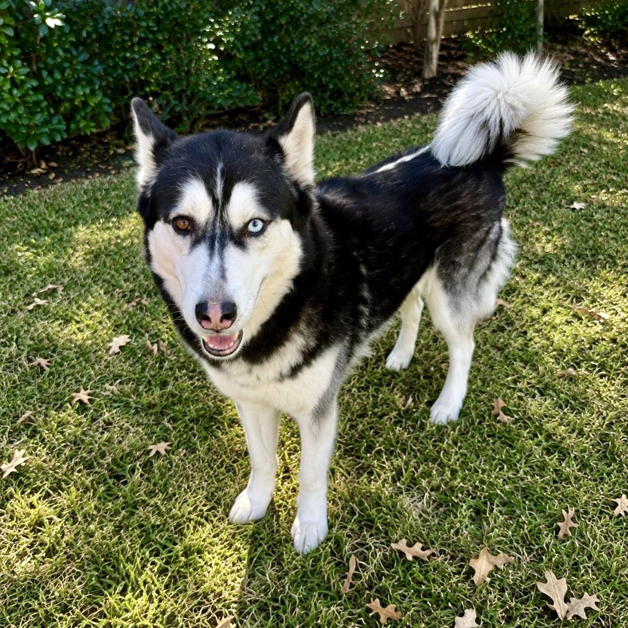 Max, an adopted mixed breed in Baytown, TX image 5/6