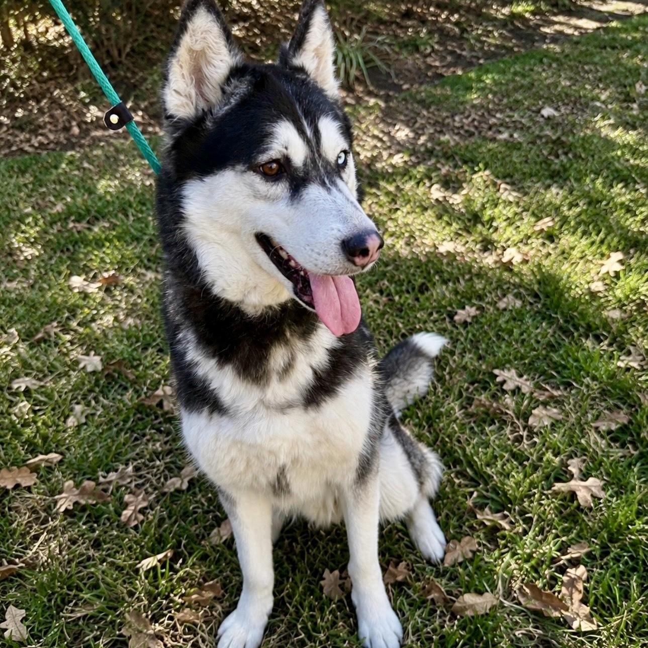 Max, adopted, Adult Male Husky.