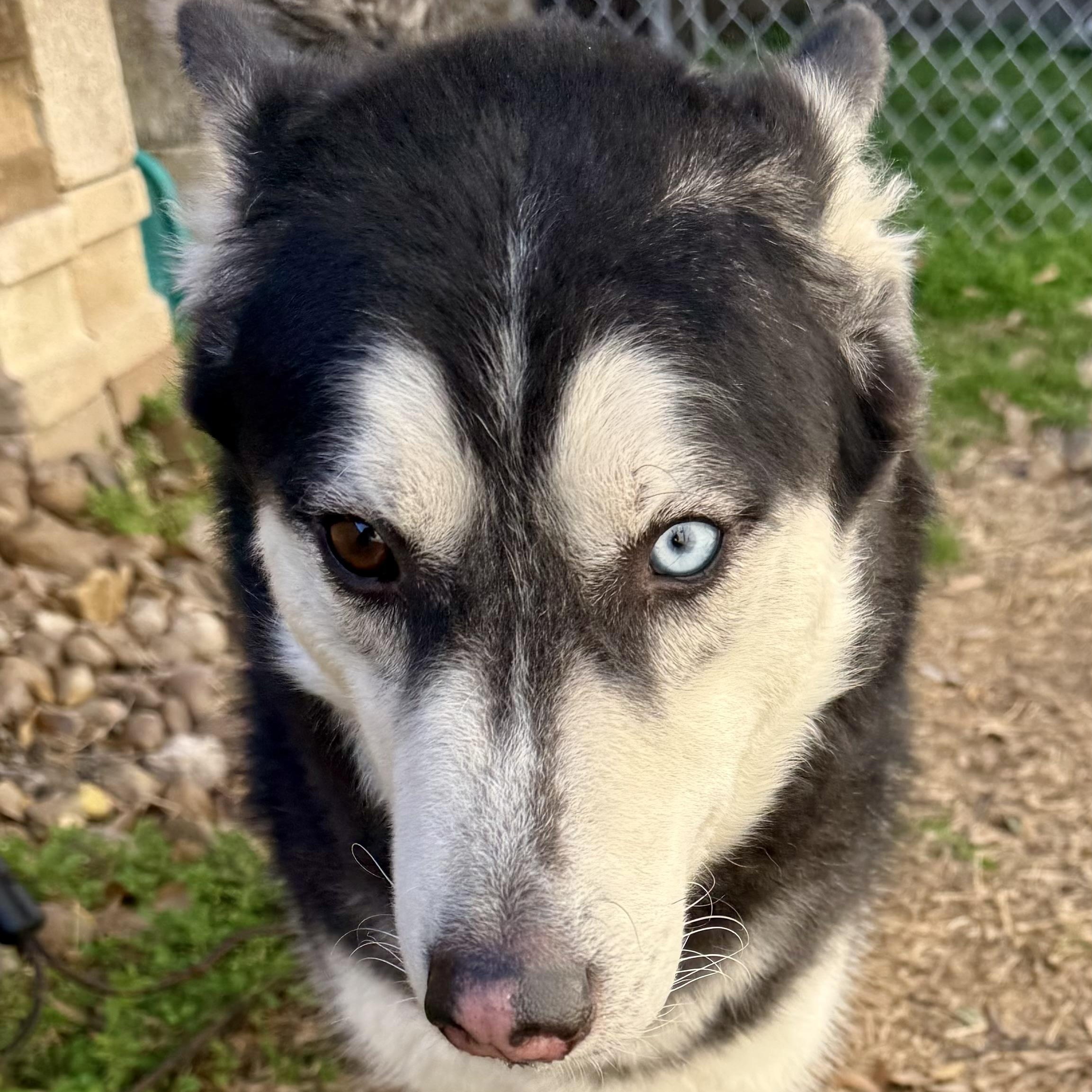 Max, an adopted mixed breed in Baytown, TX image 3/6