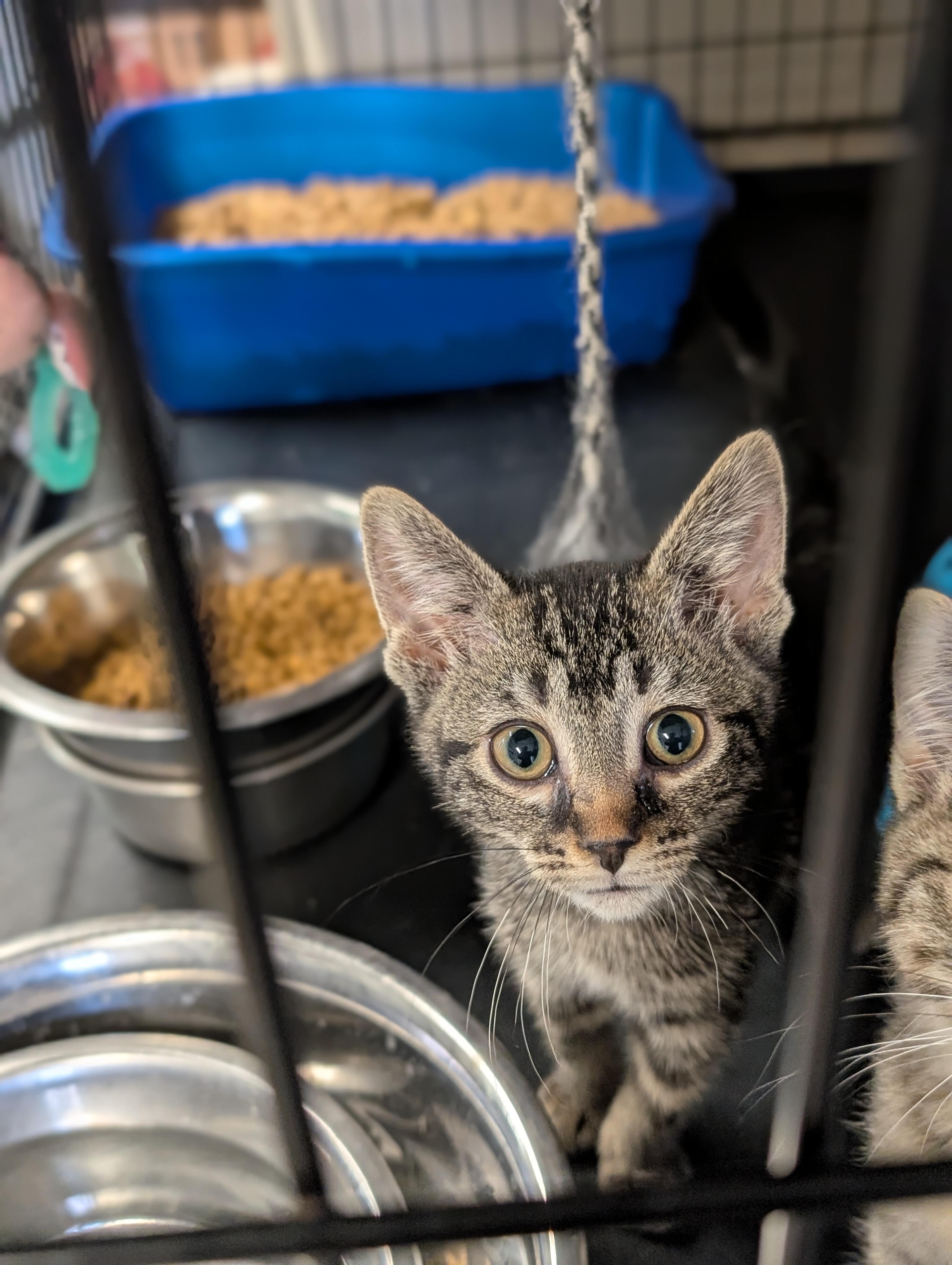 Pepper Nichol, adopted, Kitten Female Domestic Short Hair.