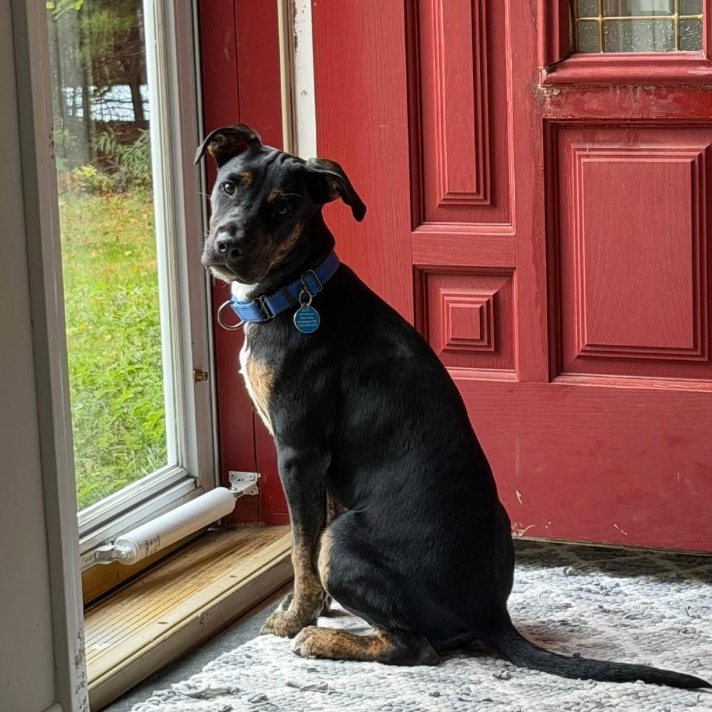 Enlarge Franklin, a Adopted Mixed Breed in Barrington, NH image 2/6