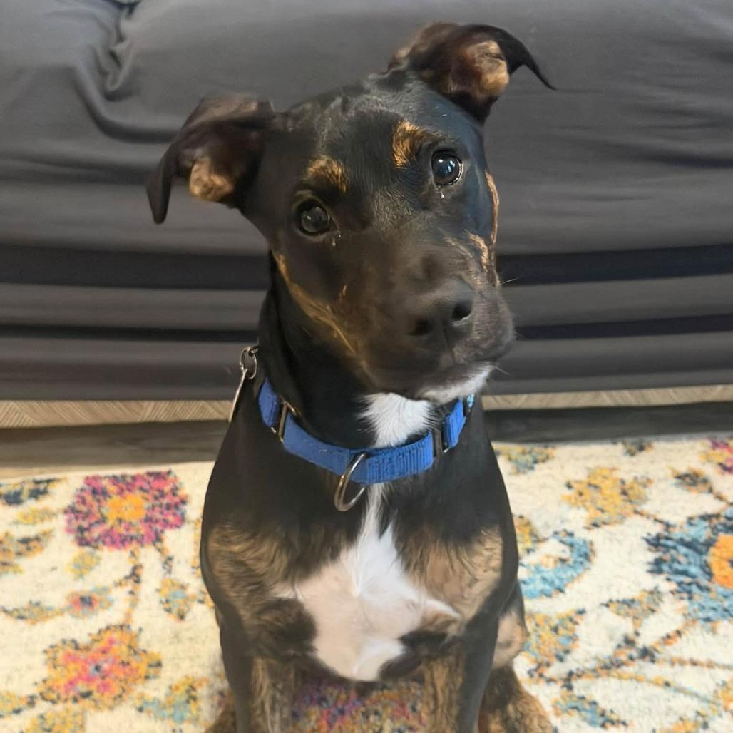 Franklin, Adopted, Young Male Mixed Breed.