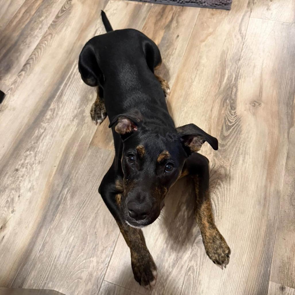 Enlarge Franklin, a Adopted Mixed Breed in Barrington, NH image 4/6