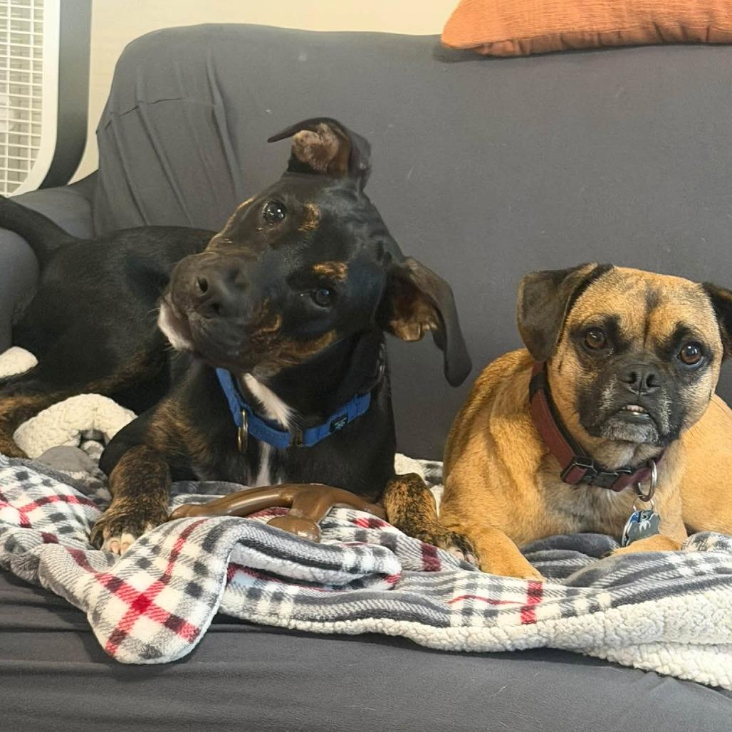 Enlarge Franklin, a Adopted Mixed Breed in Barrington, NH image 5/6