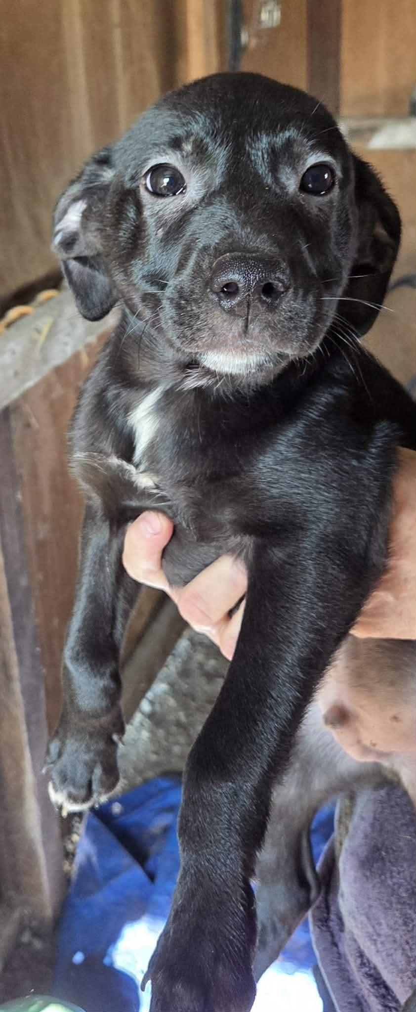 Enlarge Bruno, an adopted mixed breed in Woodland, CA image 1/1