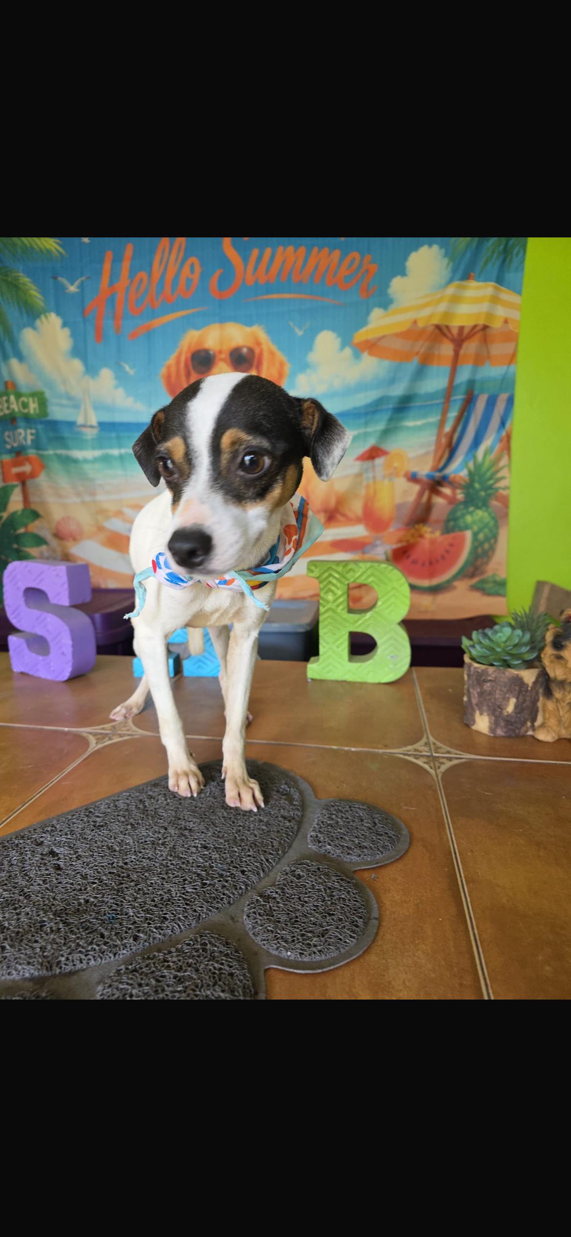 Duke, a ADOPTABLE mixed breed in Virginia Beach, VA image 2/3