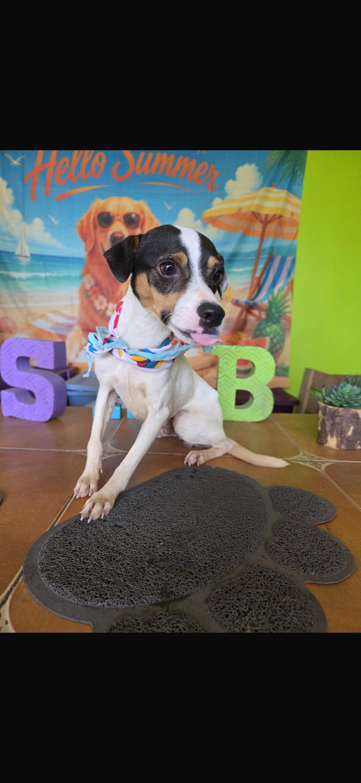 Duke, a ADOPTABLE mixed breed in Virginia Beach, VA image 3/3