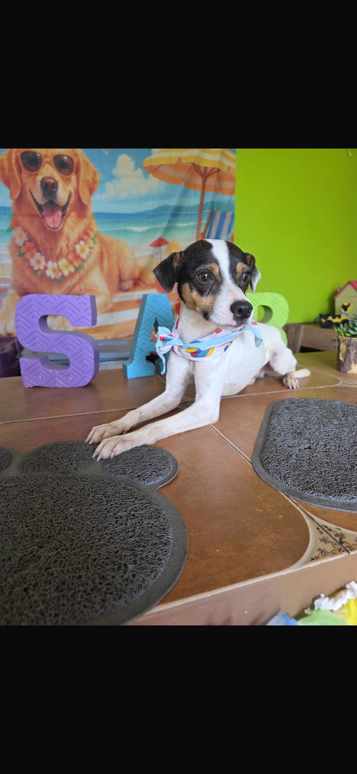 Duke, ADOPTABLE, Young Male Rat Terrier.