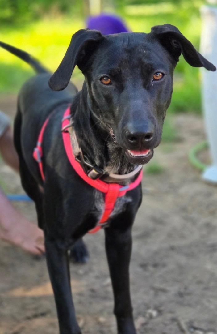 Enlarge Bailey, a Adoptable mixed breed in Plano, TX image 1/5