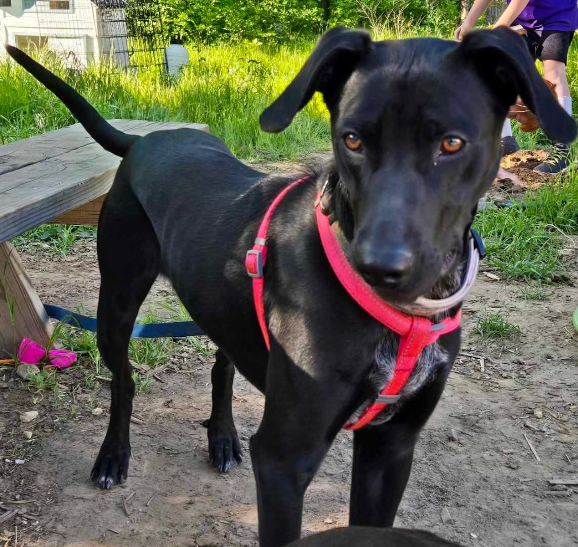 Enlarge Bailey, a Adoptable mixed breed in Plano, TX image 3/5