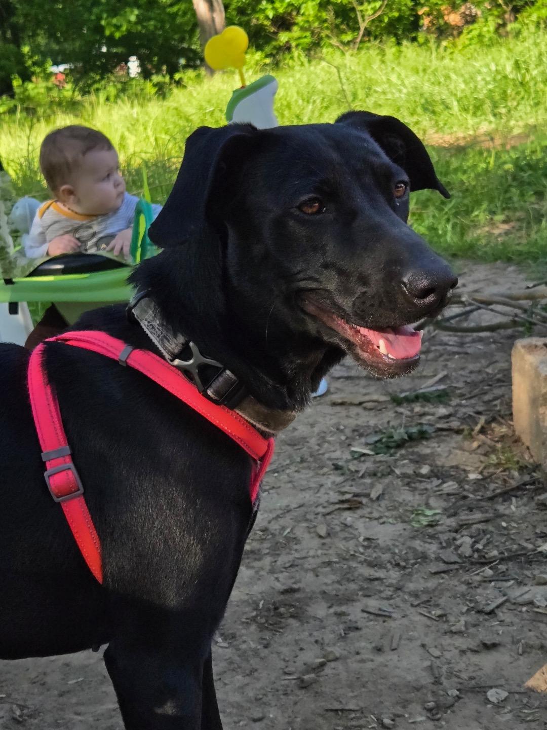 Bailey, Adoptable, Young Female Black Labrador Retriever & German Shepherd Dog.