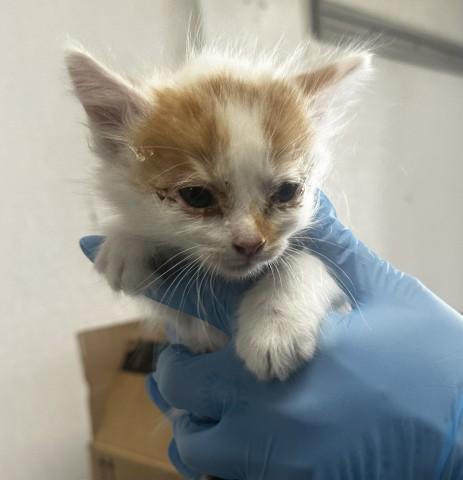 PEPPA, Adoptable, Young Female Domestic Short Hair.
