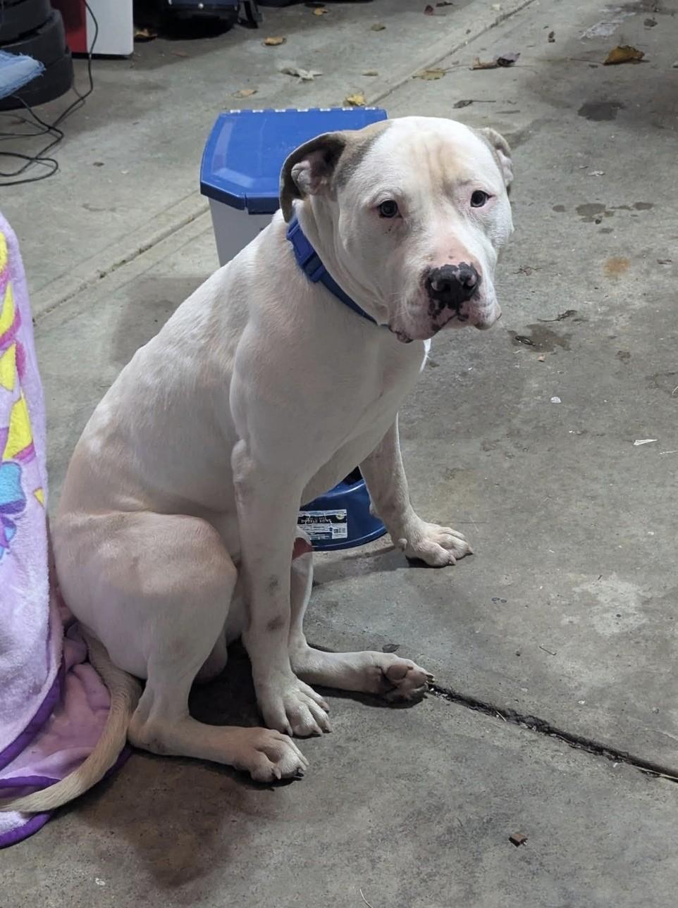 Enlarge Brendan, a Adoptable Mixed Breed in Miamitown, OH image 2/2