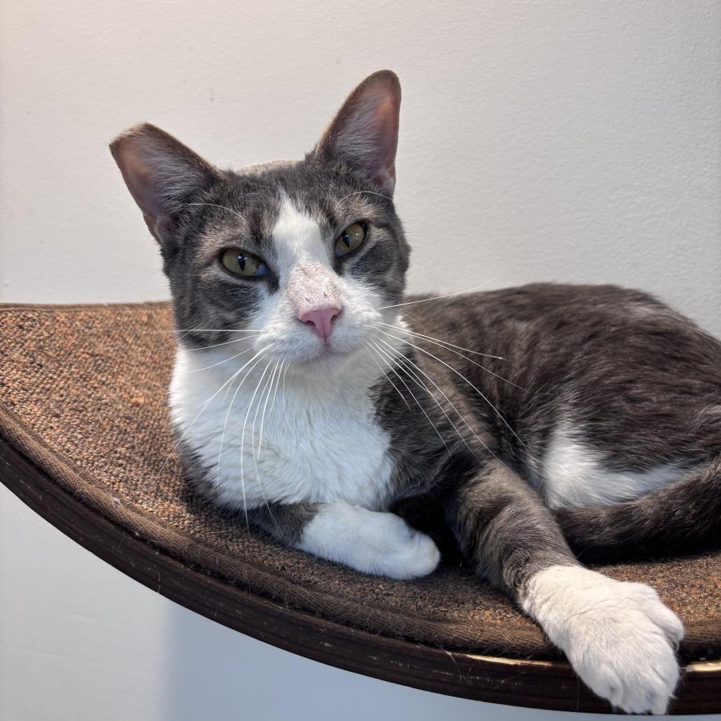 Jeffrey, Adoptable, Adult Male Domestic Short Hair.