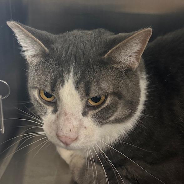 Enlarge Jeffrey, a Adoptable Domestic Short Hair in Las Vegas, NV image 2/2