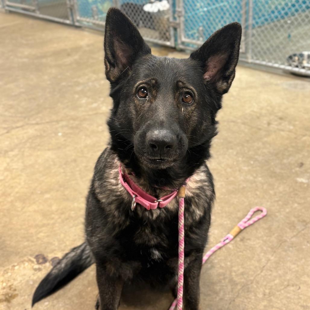 Enlarge Khaleesi, a Adoptable German Shepherd Dog in Easton, PA image 1/2