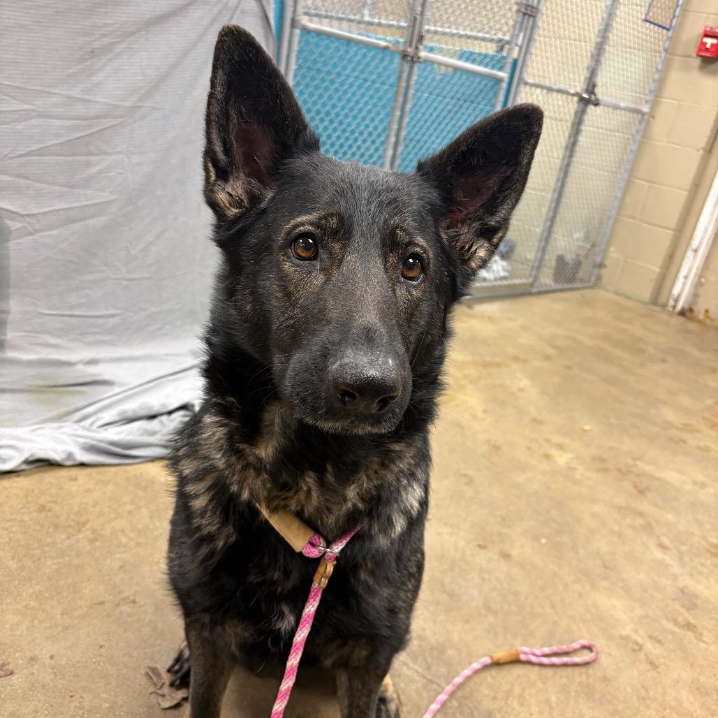 Enlarge Khaleesi, a Adoptable German Shepherd Dog in Easton, PA image 2/2