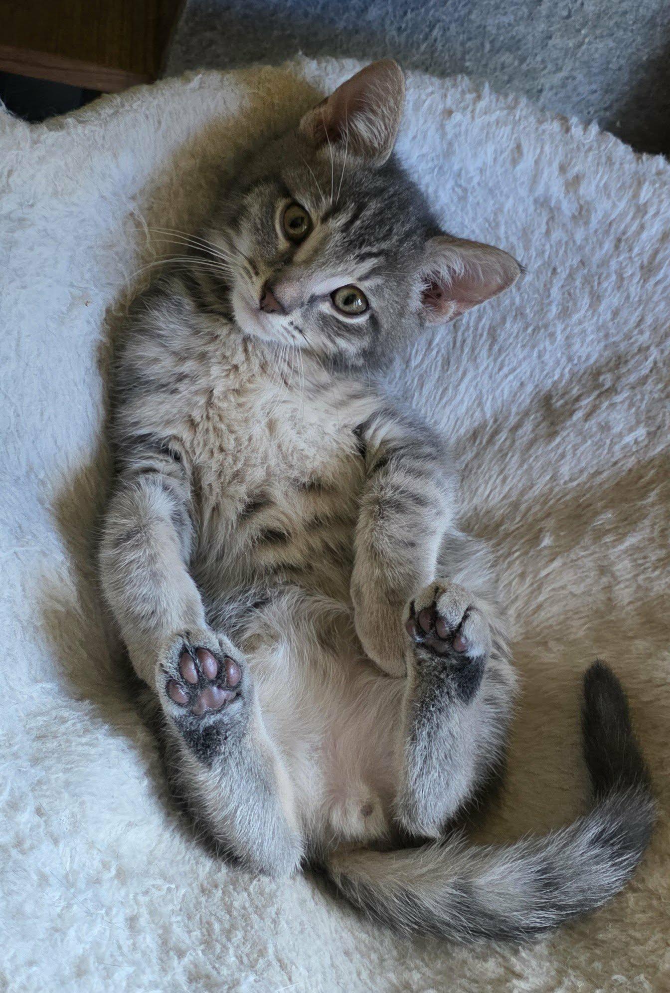 Issac, an adopted mixed breed in Mechanicsburg, PA image 3/3