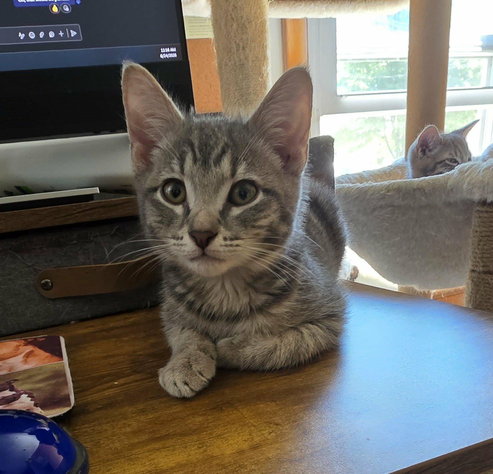 Issac, adopted, Kitten Male Domestic Short Hair & Tabby.
