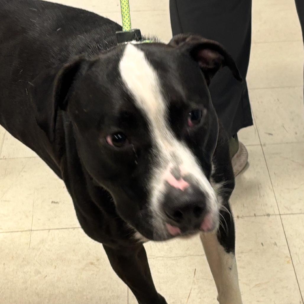 Gismo, Adoptable, Adult Male Pit Bull Terrier.