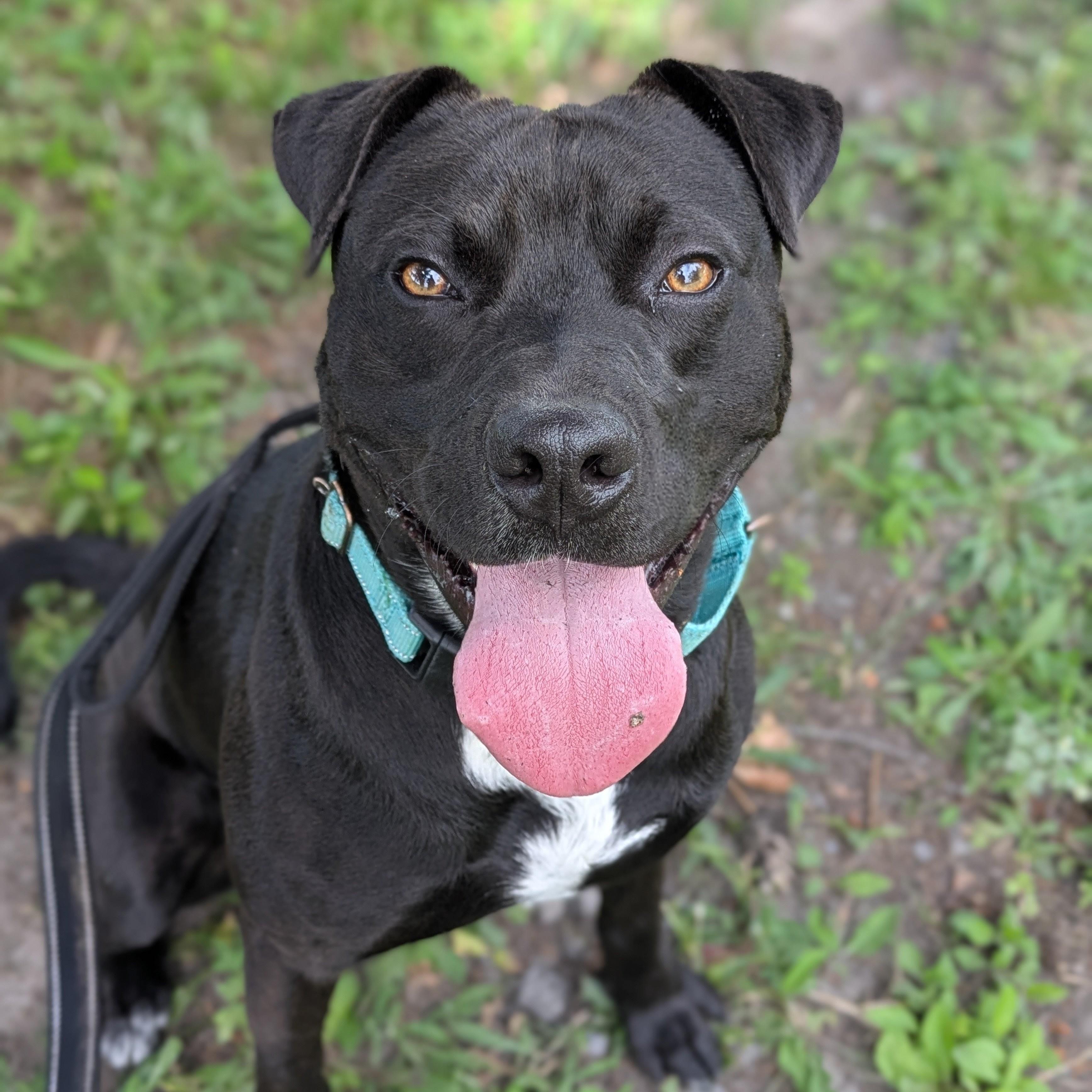 Enlarge Presley, a Adoptable mixed breed in Syracuse, NY image 3/3