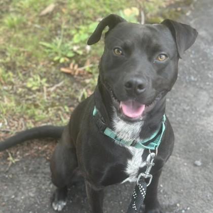 Enlarge Presley, a Adoptable mixed breed in Syracuse, NY image 1/1