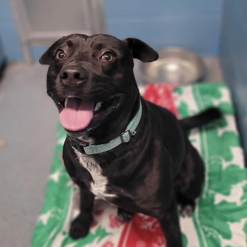 Presley, Adoptable, Adult Male Terrier.