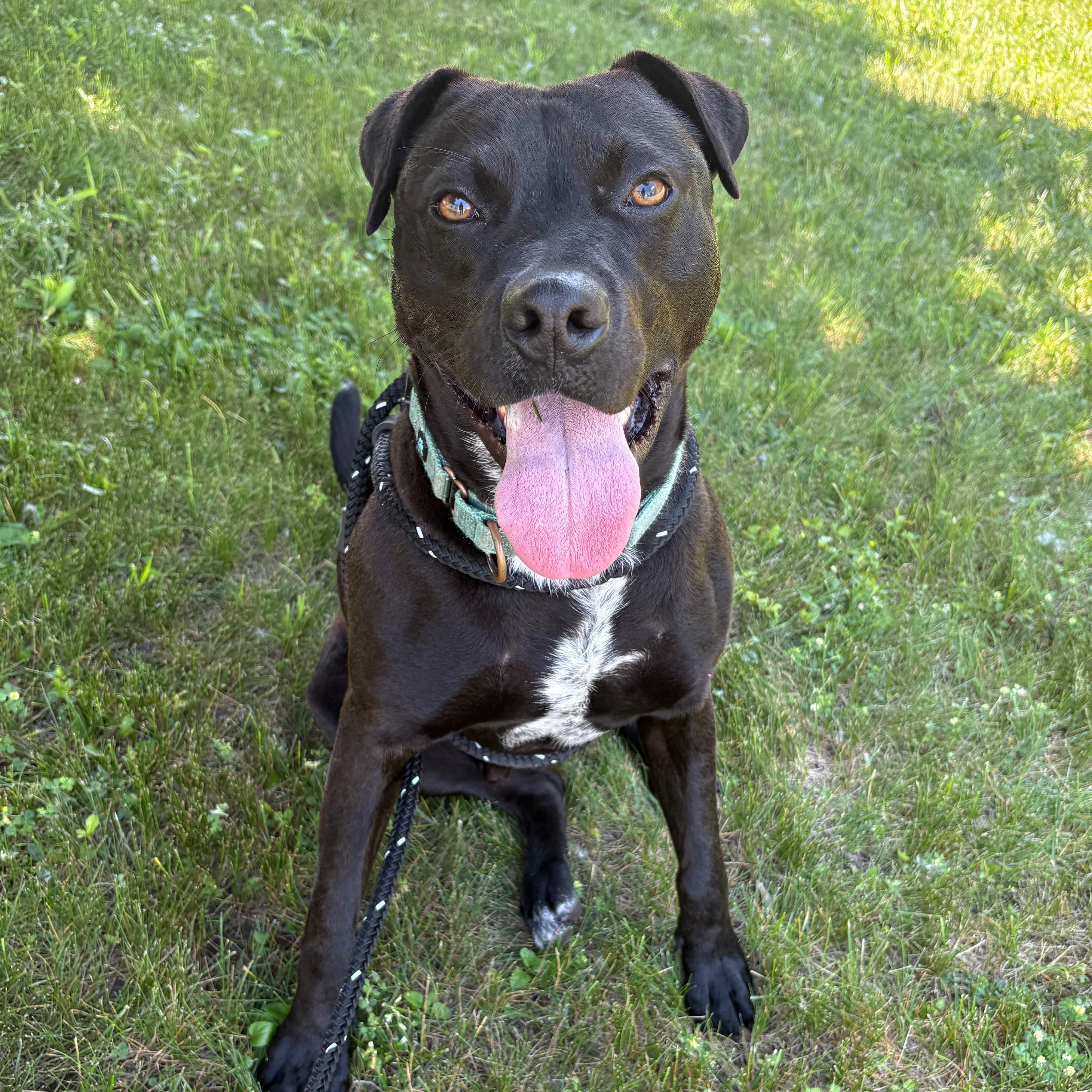 Presley, a Adoptable mixed breed in Syracuse, NY image 2/4