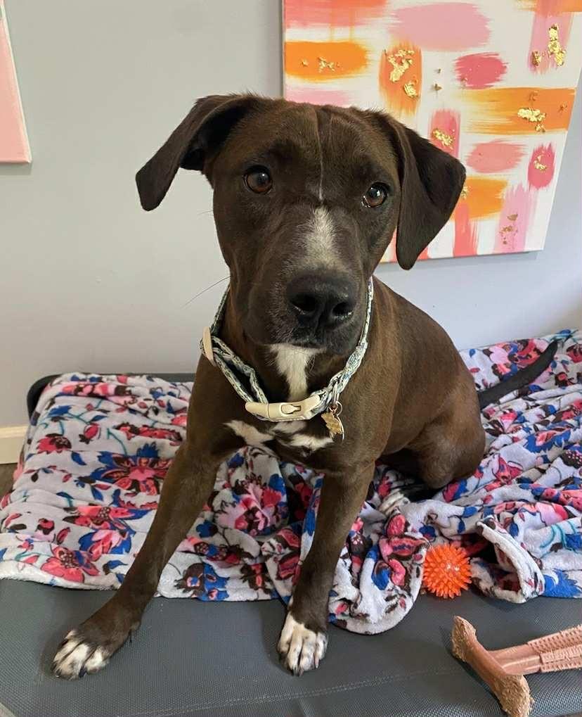 Enlarge Genevieve, a Adoptable mixed breed in Fond Du Lac, WI image 1/5