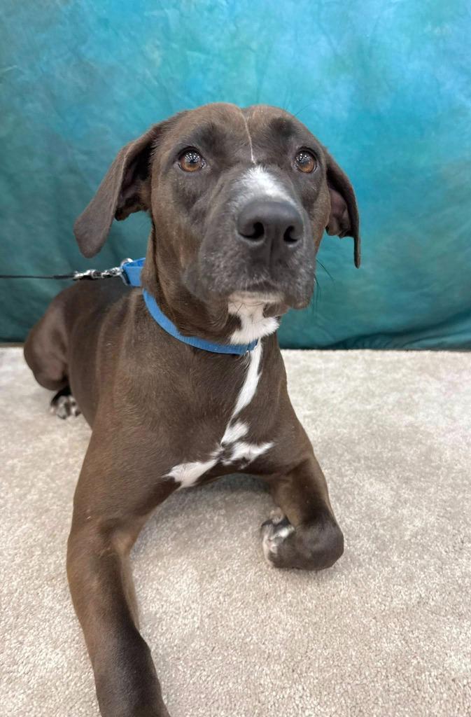 Genevieve, Adoptable, Adult Female Mixed Breed.