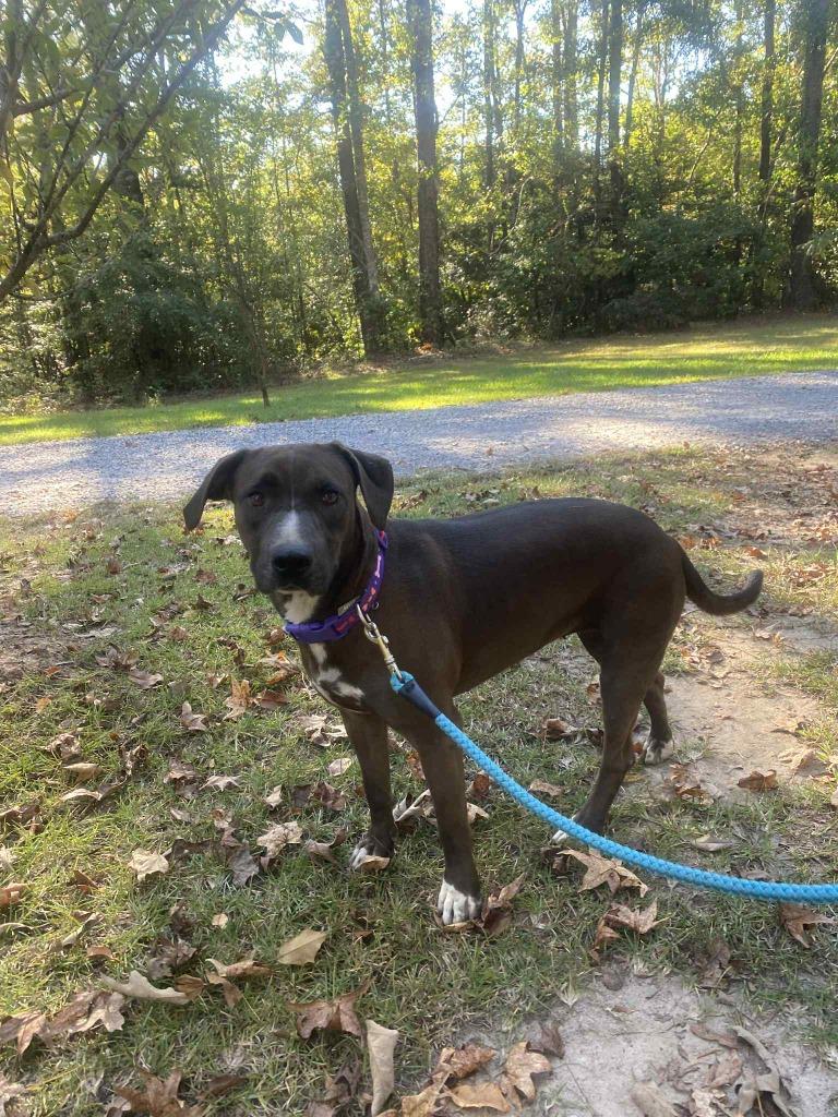Genevieve, Adoptable, Adult Female Mixed Breed.