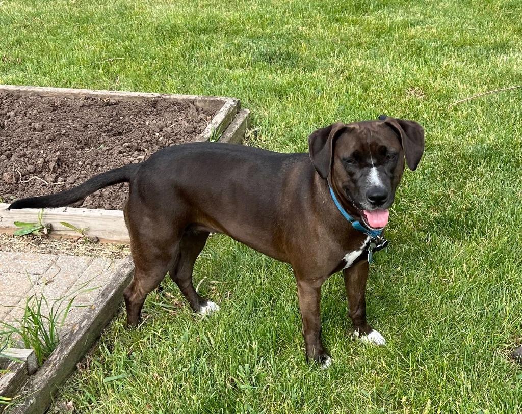 Genevieve, Adoptable, Adult Female Mixed Breed.
