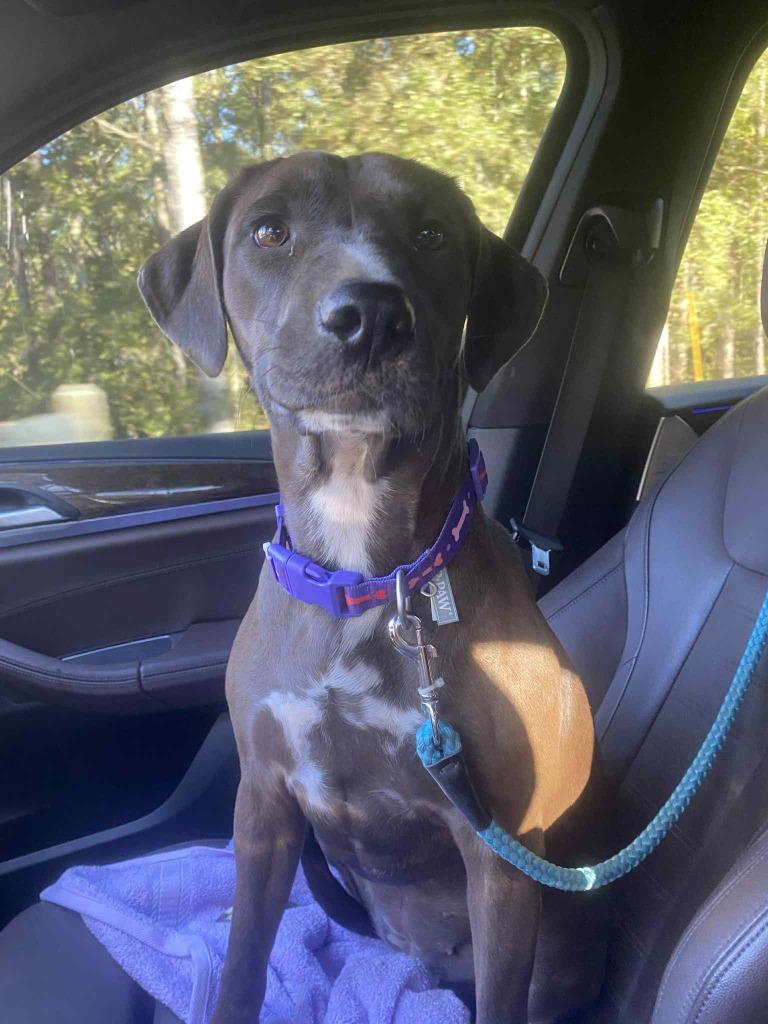 Enlarge Genevieve, a Adoptable mixed breed in Fond Du Lac, WI image 3/5