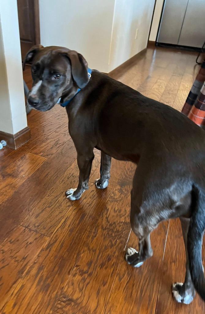 Enlarge Genevieve, a Adoptable mixed breed in Fond Du Lac, WI image 2/6