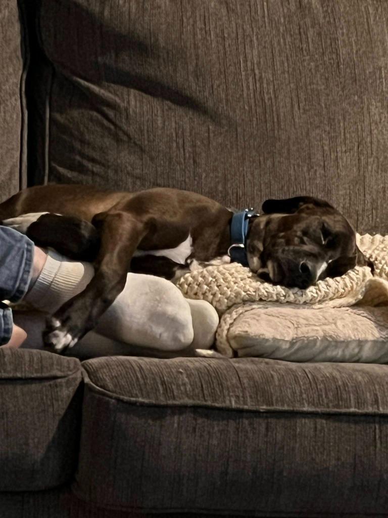 Enlarge Genevieve, a Adoptable mixed breed in Fond Du Lac, WI image 3/6